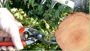 Snoeiwerk in de tuin met een handsnoeischaar