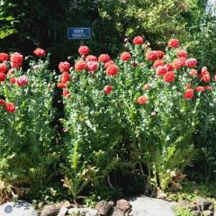 Chinese papavers (Papaver orientale) - Hoveniersbedrijf C.K. van Mourik Buurmalsen West-Betuwe Buren Tiel Culemborg
