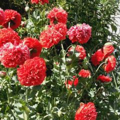 Chinese papavers (Papaver orientale) - Hoveniersbedrijf C.K. van Mourik Buurmalsen West-Betuwe Buren Tiel Culemborg
