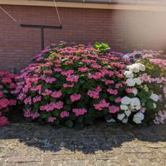 Volop bloemen bij de hortensia's - Hoveniersbedrijf C.K. van Mourik de hovenier voor West Betuwe, Tiel, Culemborg, Geldermalsen, Buren