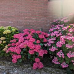 Hortensia's kunnen lang bloeien - Hoveniersbedrijf C.K. van Mourik de hovenier voor West Betuwe, Tiel, Culemborg, Geldermalsen, Buren