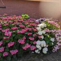 Bloeiende hortensia's - Hoveniersbedrijf C.K. van Mourik de hovenier voor West Betuwe, Tiel, Culemborg, Geldermalsen, Buren