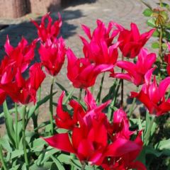 Leliebloemige tulp - Hoveniersbedrijf C.K. van Mourik