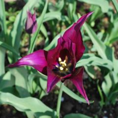 Paarse tulp - Hoveniersbedrijf C.K. van Mourik