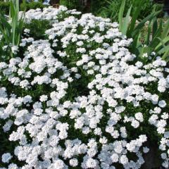 Bloeiende Iberis sempervirens - Hoveniersbedrijf C.K. van Mourik