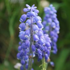 Blauwe druif, Muscari - Hoveniersbedrijf C.K. van Mourik