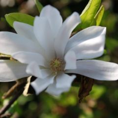 Magnolia stellata - Hoveniersbedrijf C.K. van Mourik