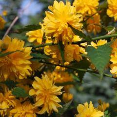 Kerria japonica in bloei - Hoveniersbedrijf C.K. van Mourik