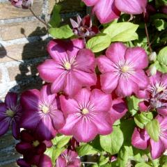 Clematis2.JPG