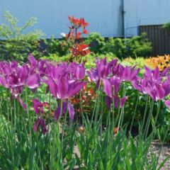 Leliebloemige tulp Purple Dream - Hoveniersbedrijf C.K. van Mourik