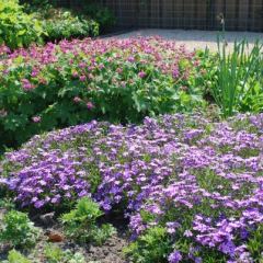 Phlox subulata - Hoveniersbedrijf C.K. van Mourik