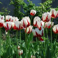 Tulp World Expression - Hoveniersbedrijf C.K. van Mourik