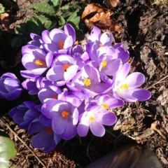 Crocussen volop in bloei - Hoveniersbedrijf C.K. van Mourik
