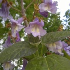 De bloemen van Paulownia tomentosa verschijnen in mei-juni aan de boom - Hoveniersbedrijf C.K. van Mourik