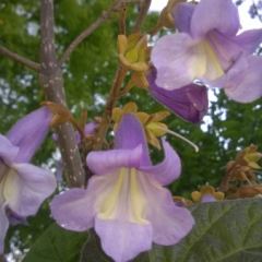 Bloeiwijze van Paulownia tomentosa - Hoveniersbedrijf C.K. van Mourik