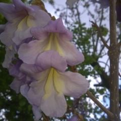 Paulownia tomentosa bloemen  - Hoveniersbedrijf C.K. van Mourik