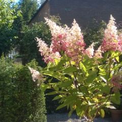 Pluimhortensia op stam - Hoveniersbedrijf C.K. van Mourik