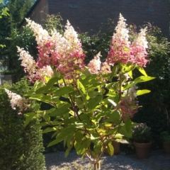 Hydrangea paniculata Pinky Winky op stam - Hoveniersbedrijf C.K. van Mourik