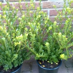 Buxusvervanger: Ilex crenata Green Hedge - Hoveniersbedrijf C.K. van Mourik