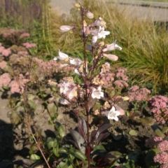 Penstemon - Hoveniersbedrijf C.K. van Mourik