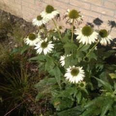 Echinacea purpurea Alba - Hoveniersbedrijf C.K. van Mourik