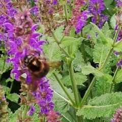 Salvia  - Hoveniersbedrijf C.K. van Mourik West-Betuwe Geldermalsen Tiel Culemborg