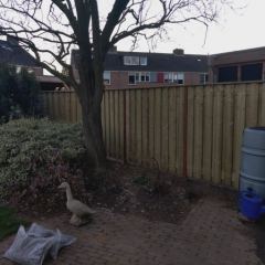 Tuinschermen van vurenhout 17 planks geplaatst aan hardhouten palen 68x68 - Hoveniersbedrijf C.K. van Mourik Buurmalsen West-Betuwe Buren Tiel Culemborg