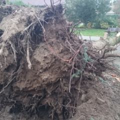 Rooien van boomstronk met midikraan - Hoveniersbedrijf C.K. van Mourik