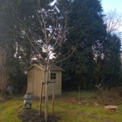 Walnoot (Juglans regia) met een dikte van 25-30 cm stamomvang geplant ter vervanging van verwijderde eik - Hoveniersbedrijf C.K. van Mourik