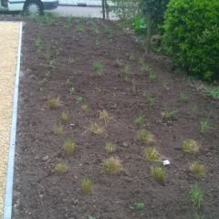 Combinatie met diverse grassensoorten en vaste planten  - Hoveniersbedrijf C.K. van Mourik