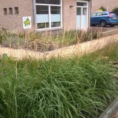 Border beplant met combinatie van grassen en vaste planten - Hoveniersbedrijf C.K. van Mourik