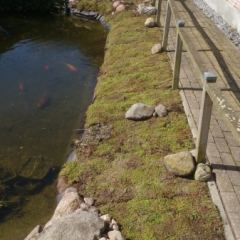 Vijverrand afwerking met Sedum-matten. Hoveniersbedrijf C.K. van Mourik Geldermalsen - Tiel - Culemborg