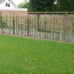Tuinafscheiding van betongaas met klimop Hoveniersbedrijf C.K. van Mourik Geldermalsen - Tiel - Culemborg
