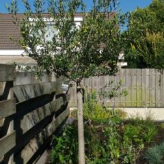 Olijfboom (Olea europaea) Hoveniersbedrijf C.K. van Mourik Geldermalsen - Tiel - Culemborg
