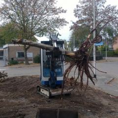 Boom rooien met minigraver Hoveniersbedrijf C.K. van Mourik Geldermalsen - Tiel - Culemborg