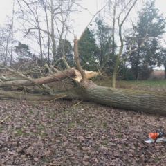 Velling van populier die breukgevoelig werd.-Tuinonderhoud- Hoveniersbedrijf C.K. van Mourik Buurmalsen West-Betuwe Buren Tiel Culemborg