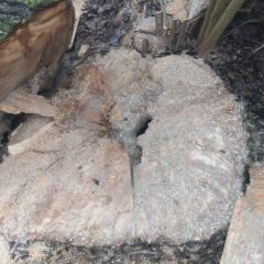 Aangetast hout maken de boom instabiel - Hoveniersbedrijf C.K. van Mourik Buurmalsen West-Betuwe Buren Tiel Culemborg