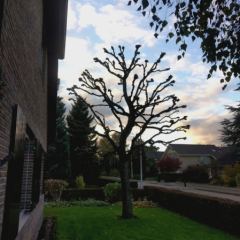 Vormsnoei van Catalpa om formaat te beperken  - Hoveniersbedrijf C.K. van Mourik Buurmalsen, West-Betuwe, Buren, Tiel, Beusichem, Culemborg, Meteren, Tricht, Deil, Asch, Zoelen, Zoelmond, Avezaath, Erichem, Geldermalsen,