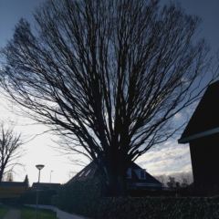 Aangetaste haagbeuken worden gerooid  - Hoveniersbedrijf C.K. van Mourik Buurmalsen, West-Betuwe, Buren, Tiel, Beusichem, Culemborg, Meteren, Tricht, Deil, Asch, Zoelen, Zoelmond, Avezaath, Erichem, Geldermalsen,