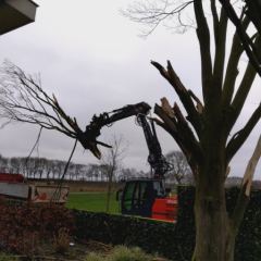 Gecontroleerd verwijderen van een boom  - Hoveniersbedrijf C.K. van Mourik Buurmalsen, West-Betuwe, Buren, Tiel, Beusichem, Culemborg, Meteren, Tricht, Deil, Asch, Zoelen, Zoelmond, Avezaath, Erichem, Geldermalsen,