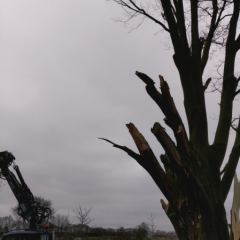 Verwijderen van dode boom met kraan  - Hoveniersbedrijf C.K. van Mourik Buurmalsen, West-Betuwe, Buren, Tiel, Beusichem, Culemborg, Meteren, Tricht, Deil, Asch, Zoelen, Zoelmond, Avezaath, Erichem, Geldermalsen,