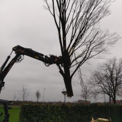 Boom slopen met mobiele kraan  - Hoveniersbedrijf C.K. van Mourik Buurmalsen, West-Betuwe, Buren, Tiel, Beusichem, Culemborg, Meteren, Tricht, Deil, Asch, Zoelen, Zoelmond, Avezaath, Erichem, Geldermalsen,