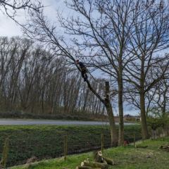 Boom afzagen met behulp van klimtechnieken en zo gecontroleerd neerhalen. - Hoveniersbedrijf C.K. van Mourik - Buurmalsen - West Betuwe - Culemborg - Tiel - Meteren - Deil - Avezaath - Zoelen