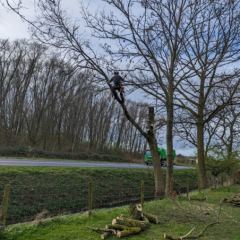 Het verwijderen van een boom op een lastige plaats. - Hoveniersbedrijf C.K. van Mourik - Buurmalsen - West Betuwe - Culemborg - Tiel - Meteren - Deil - Avezaath - Zoelen