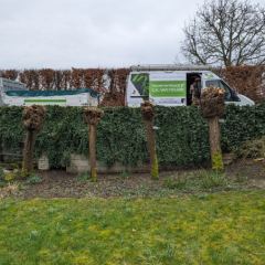 Onderhoud aan knotwilgen - Hoveniersbedrijf C.K. van Mourik de hovenier voor West Betuwe, Tiel, Culemborg, Geldermalsen, Buren