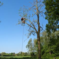 Gecontroleerd vellen van een boom met behulp van klimtechnieken  - Hoveniersbedrijf C.K. van Mourik de hovenier voor West Betuwe, Tiel, Culemborg, Geldermalsen, Buren