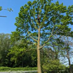 Het verwijderen van een boom met treeworker - Hoveniersbedrijf C.K. van Mourik de hovenier voor West Betuwe, Tiel, Culemborg, Geldermalsen, Buren