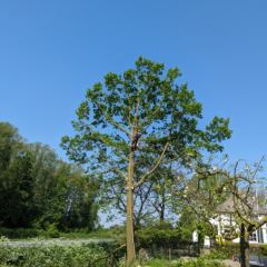 Het neerhalen van een boom in gedeeltes door erin te klimmen. - Hoveniersbedrijf C.K. van Mourik de hovenier voor West Betuwe, Tiel, Culemborg, Geldermalsen, Buren