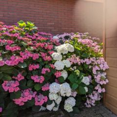 Voldoende vocht, mest en (half)schaduw geeft deze bloemenpracht - Hoveniersbedrijf C.K. van Mourik de hovenier voor West Betuwe, Tiel, Culemborg, Geldermalsen, Buren