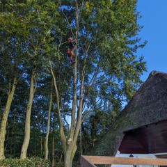 Takken boven rieten dak weghalen met behulp van klimtechnieken - Hoveniersbedrijf C.K. van Mourik de hovenier voor West Betuwe, Tiel, Culemborg, Geldermalsen, Buren